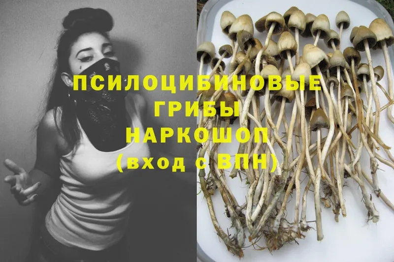 Псилоцибиновые грибы Psilocybine cubensis  Новоульяновск 